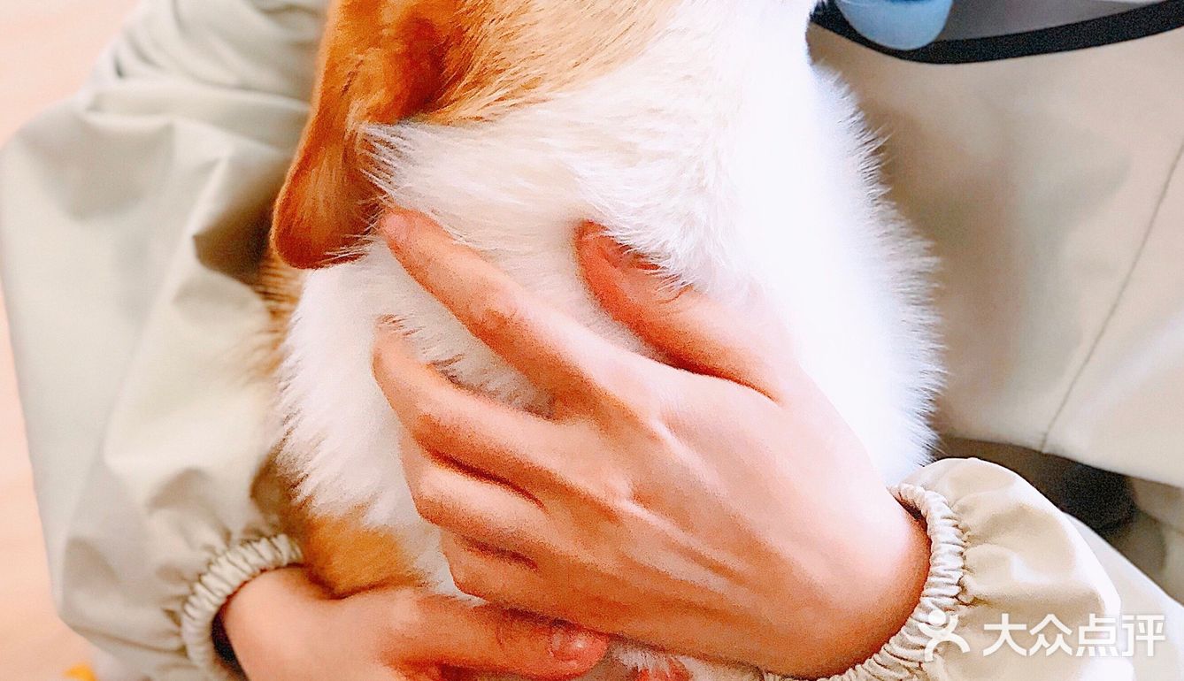 在这撸狗真是一种享受