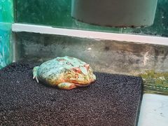 -上海大自然野生昆虫馆