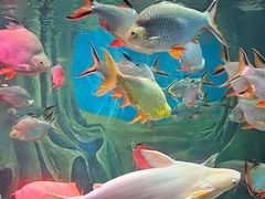 -上海海洋水族馆