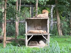 -清迈夜间动物园