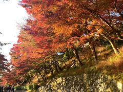 -有栖山 清光院 清水寺