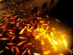 -豫园湖心亭茶楼