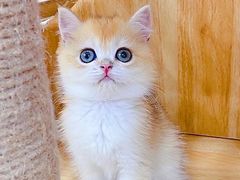 -Bastet sally猫舍购宠(静安店)