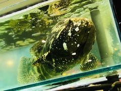 -兴旺海鲜砂煲王