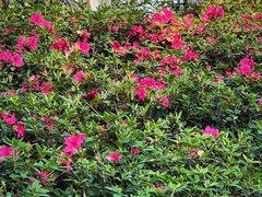 -南山植物园