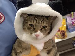 -瑞派康怡24h宠物医院·犬猫医疗中心·微创绝育(瑞景分院)