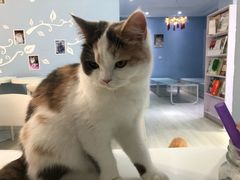 -喵的天空名猫咖啡馆·撸猫·猫舍·用品
