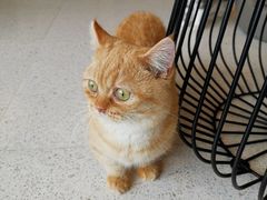 -飞行喵MR PILOT|猫舍·猫咖(静安大融城店)
