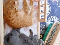-猫小院猫主题咖啡厅(北锣店)