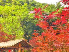 -广州市帽峰山景区