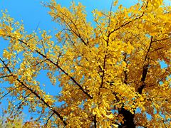 -三里屯东五街银杏大道