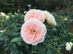 -人民公园(罗湖区)