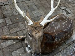 -长白岛森林公园