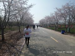 -天王浮山樱花园