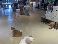 -藏猫猫咖啡主题馆(中央大道店)