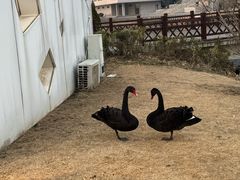 -盐城丹顶鹤湿地生态旅游区