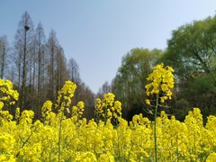 -同里国家湿地公园