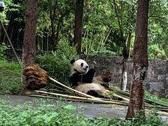 -都江堰中华大熊猫苑