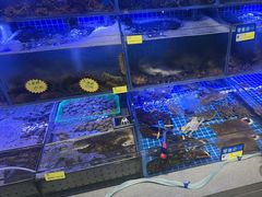 -77号渔船·蒸海鲜青岛菜(积米崖店)