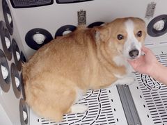-FAELING PETS美天灵宠物(富力广场店)