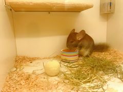 -龙猫仔乐园(惠福东路店)