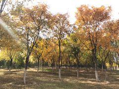 -永定河休闲森林公园