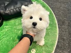 -萌宠之家·腊肠犬·马尔泰·小体犬舍