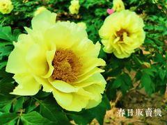 -仁和公园(顺义区)