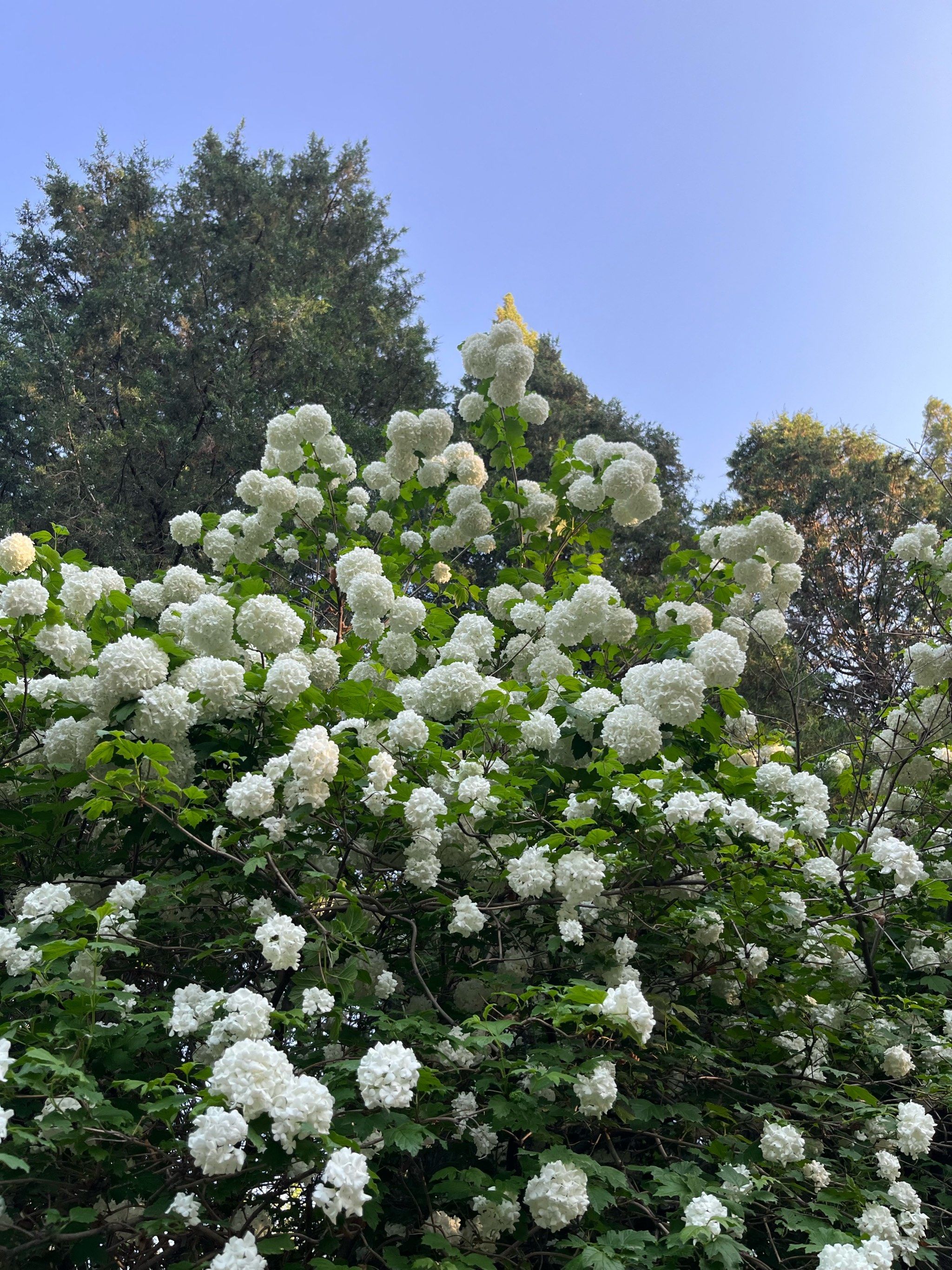 紫竹院公园木绣球