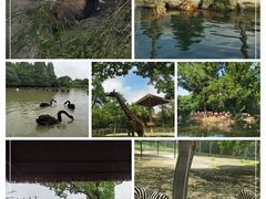 -上海野生动物园