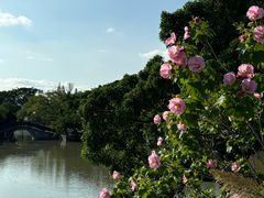 -江心屿景区