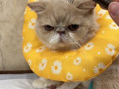 -宠爱国际动物医院· 猫科· 外科·中兽医(长白店)