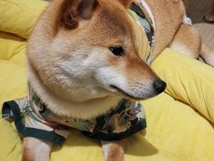 -逗柴咖啡屋·狗咖猫咖宠物桌游