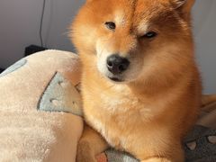 -艾吉宠物医院·疑难杂症转诊中心·猫友好(碧江路院)