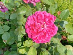 -鹅湖玫瑰文化园