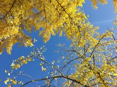 -三里屯东五街银杏大道