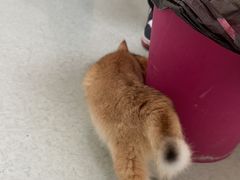 -汪喵宠物医院·骨科心脏影像·犬猫急重症ICU诊疗中心(成华分院)