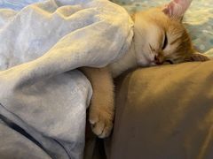 -lincat·猫舍(广州店)