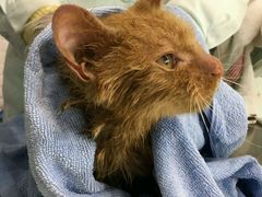 -荣耀金沙动物医院(清江西路店)