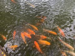 -星海公园(番禺区)
