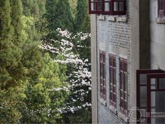 -武汉大学-樱园