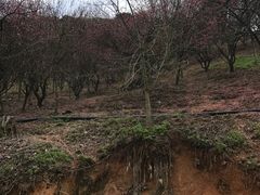 -新建村梅花