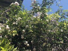 -喵屿·大理花园猫咖