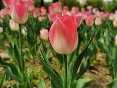 -长春公园(普阳街道)