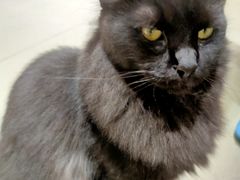 -藏猫猫咖啡主题馆(中央大道店)