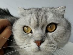 -喵的天空名猫咖啡馆·撸猫·猫舍·用品