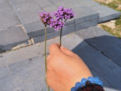 -哈尔滨大剧院