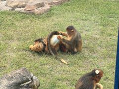 -大连森林动物园