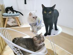 -Heymao猫咖.咖啡厅(东门店)