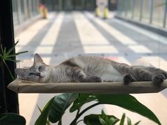 -松果猫咖(桐乡吾悦金街店)